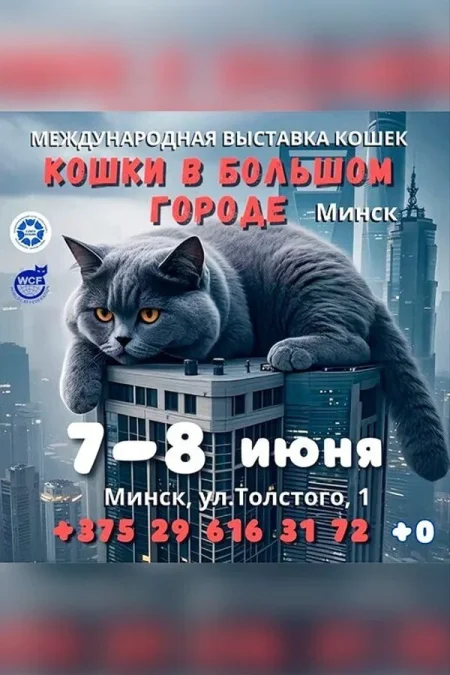 Кошки в большом городе в Минске 7 июня
