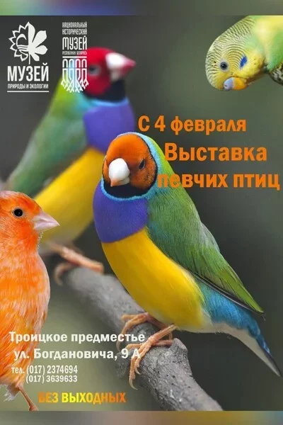  Временная экспозиция «Певчие птицы» in Minsk 6 february – announcement and tickets for the event