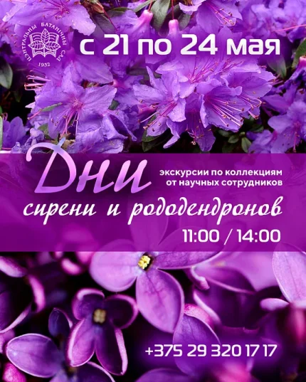 Дни сирени и рододендронов  в  Минске 23 мая 2025 года