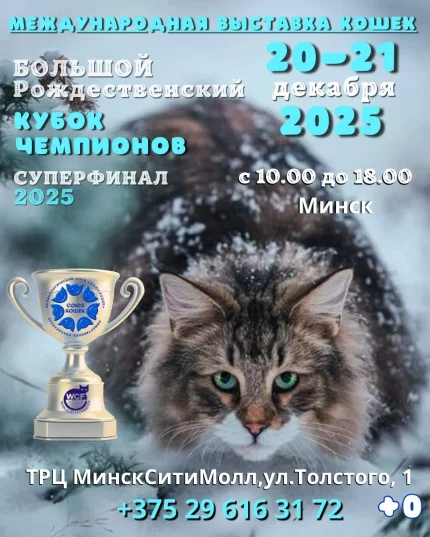Международная выставка кошек "Рождественский КУБОК ЧЕМПИОНОВ" в Минске 20 декабря 2025 года
