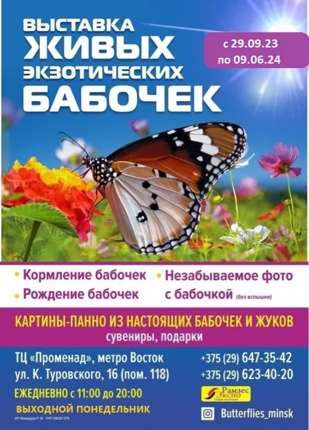  Выставка живых экзотических бабочек "Порхающие цветы" in Minsk 21 march – announcement and tickets for the event