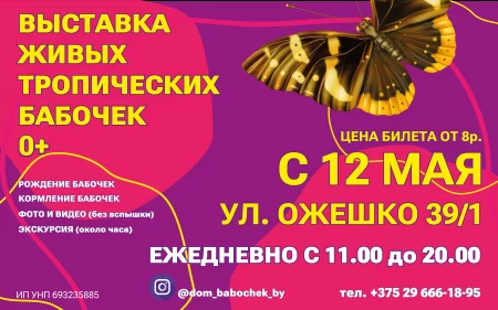 Выставка живых бабочек в Гродно 21 мая – анонс мероприятия